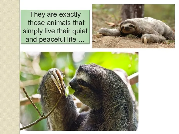 They are exactly those animals that simply live their quiet and peaceful life …
