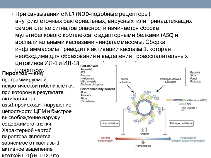 При связывании с NLR (NOD-подобные рецепторы) внутриклеточных бактериальных, вирусных или