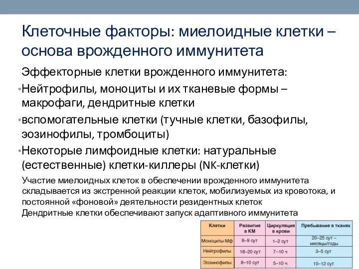 Клеточные факторы: миелоидные клетки – основа врожденного иммунитета Эффекторные клетки