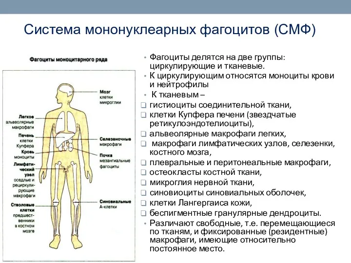 Система мононуклеарных фагоцитов (СМФ) Фагоциты делятся на две группы: циркулирующие