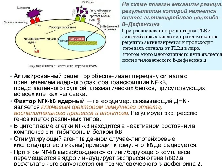 Активированный рецептор обеспечивает передачу сигнала с привлечением ядерного фактора транскрипции