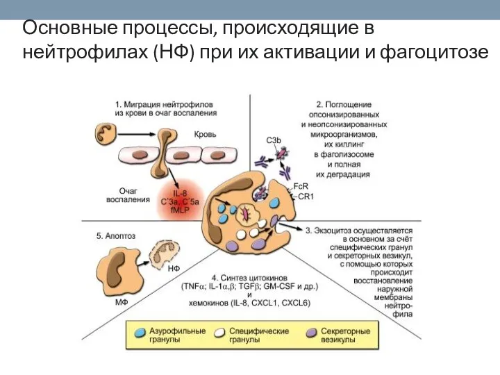 Основные процессы, происходящие в нейтрофилах (НФ) при их активации и фагоцитозе