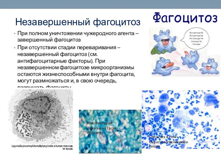 Незавершенный фагоцитоз При полном уничтожении чужеродного агента – завершенный фагоцитоз