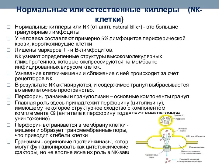 Нормальные или естественные киллеры (NK-клетки) Нормальные киллеры или NK (от