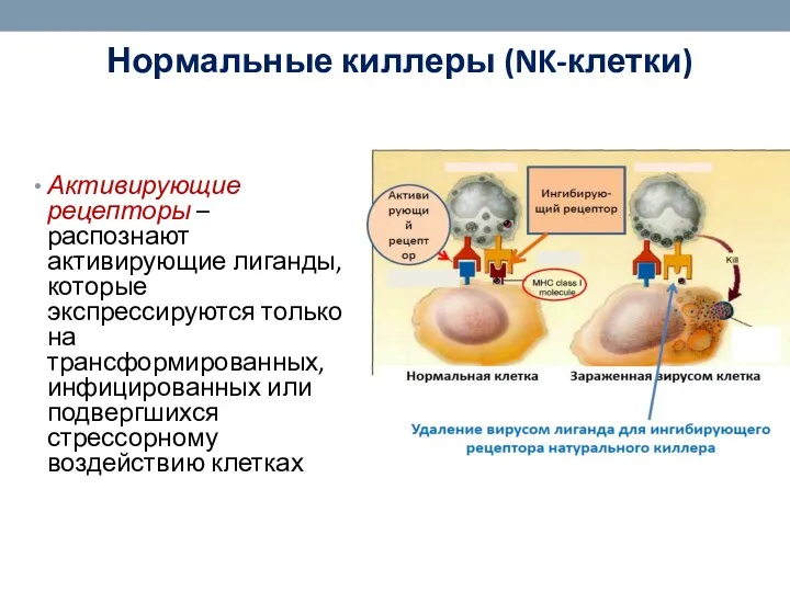 Нормальные киллеры (NK-клетки) Активирующие рецепторы – распознают активирующие лиганды, которые