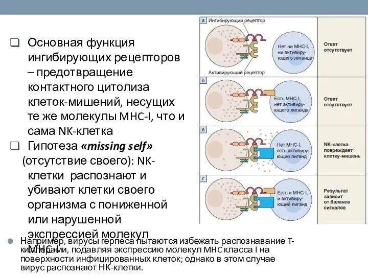 Основная функция ингибирующих рецепторов – предотвращение контактного цитолиза клеток-мишений, несущих