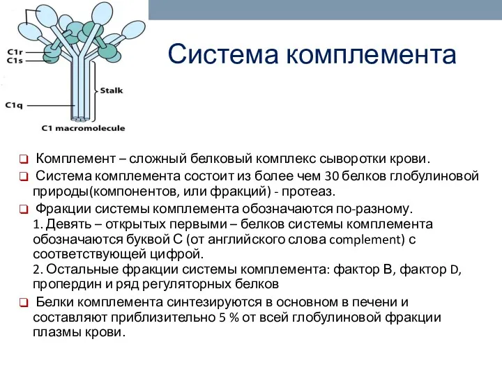 Система комплемента Комплемент – сложный белковый комплекс сыворотки крови. Система