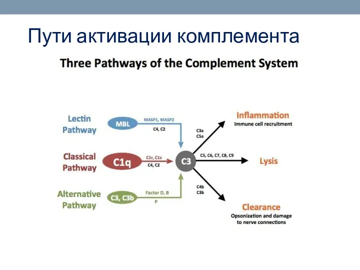 Пути активации комплемента