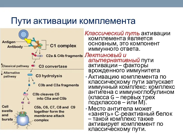 Пути активации комплемента Классический путь активации комплемента является основным, это