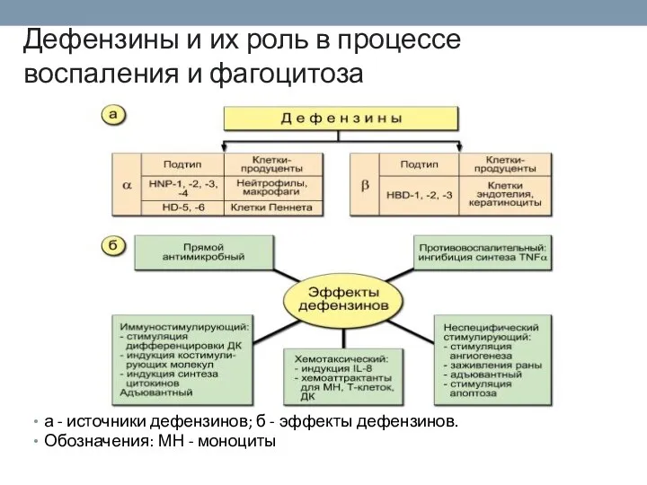 Дефензины и их роль в процессе воспаления и фагоцитоза а