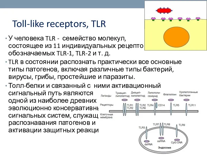 Toll-like receptors, TLR У человека TLR - семейство молекул, состоящее