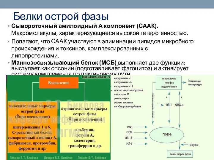 Белки острой фазы Сывороточный амилоидный А компонент (СААК). Макромолекулы, характеризующиеся