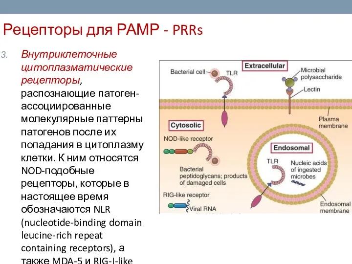 Рецепторы для РАМР - PRRs Внутриклеточные цитоплазматические рецепторы, распознающие патоген-ассоциированные