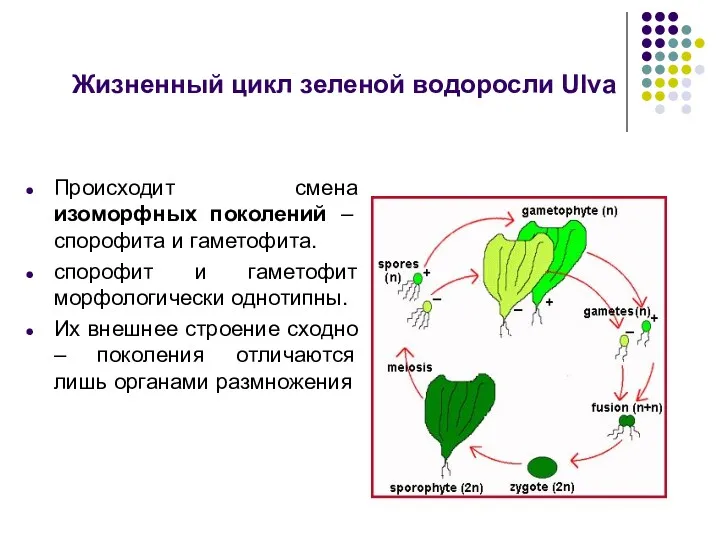 Жизненный цикл зеленой водоросли Ulva Происходит смена изоморфных поколений –