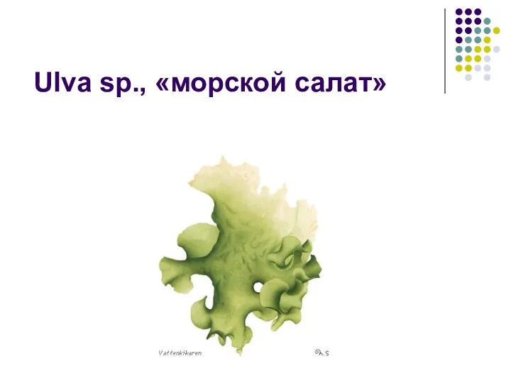 Ulva sp., «морской салат»