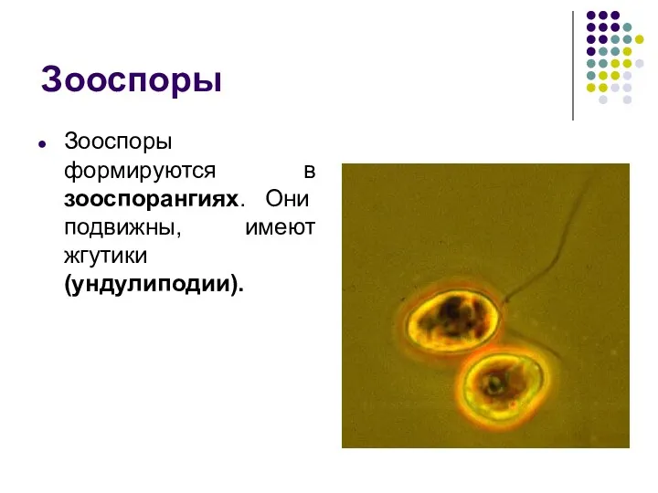 Зооспоры Зооспоры формируются в зооспорангиях. Они подвижны, имеют жгутики (ундулиподии).