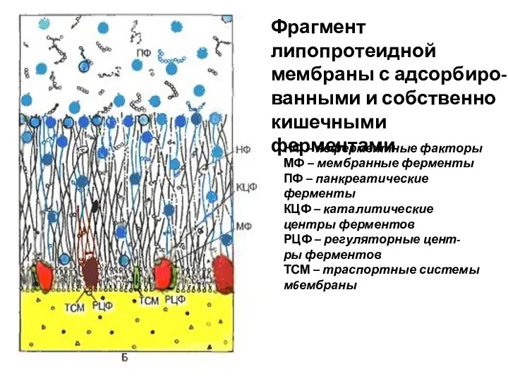 Фрагмент липопротеидной мембраны с адсорбиро- ванными и собственно кишечными ферментами НФ – неферментные