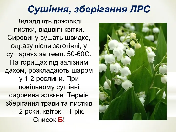 Сушiння, зберiгання ЛРС Видаляють пожовклi листки, вiдцвiлi квiтки. Сировину сушать