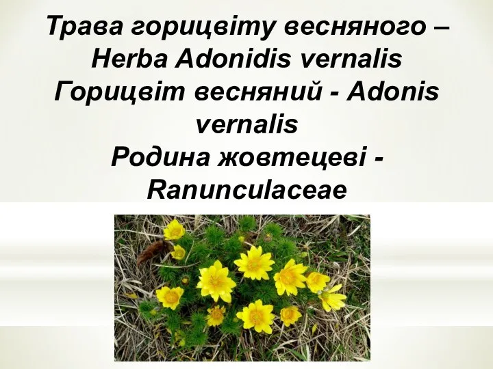 Трава горицвiту весняного – Herba Adonidis vernalis Горицвiт весняний - Adonis vernalis Родина жовтецевi - Ranunculaceae