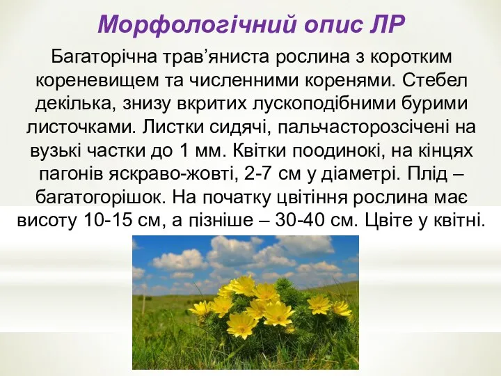 Морфологiчний опис ЛР Багаторiчна трав’яниста рослина з коротким кореневищем та