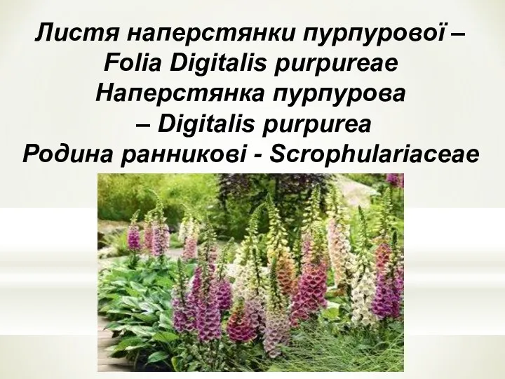 Листя наперстянки пурпурової – Folia Digitalis purpureae Наперстянка пурпурова – Digitalis purpurea Родина ранниковi - Scrophulariaceae