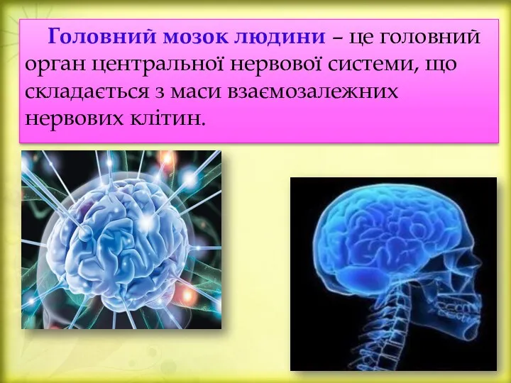 Головний мозок людини – це головний орган центральної нервової системи,