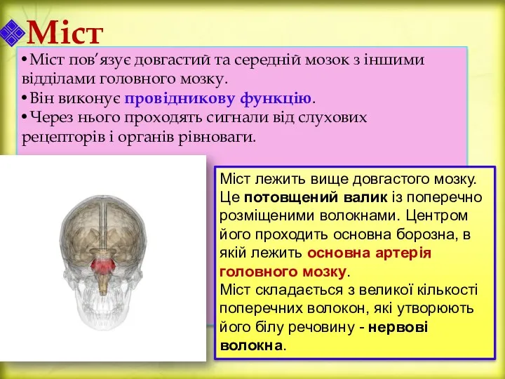 Міст Міст пов’язує довгастий та середній мозок з іншими відділами