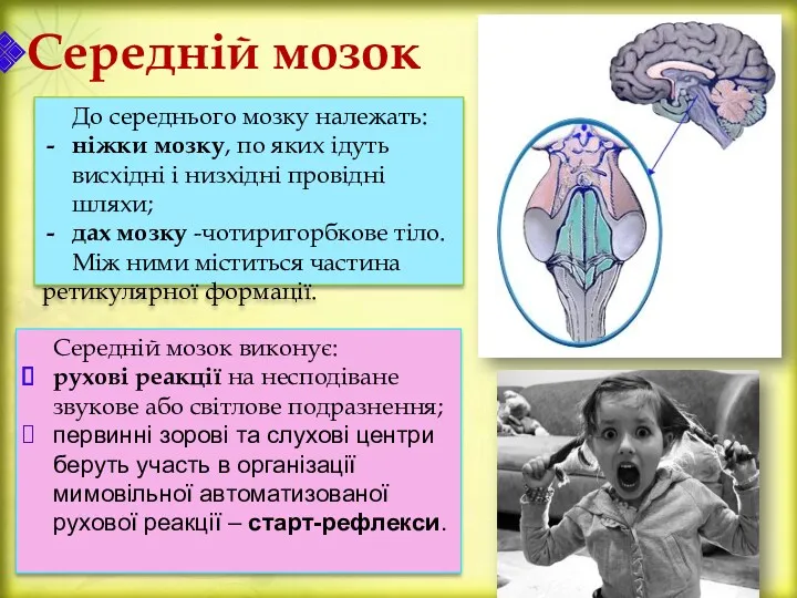 Середній мозок До середнього мозку належать: ніжки мозку, по яких