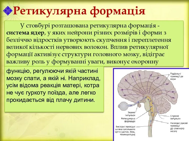 Ретикулярна формація У стовбурі розташована ретикулярна формація - система ядер,