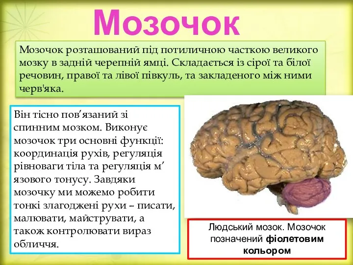 Мозочок Він тісно пов’язаний зі спинним мозком. Виконує мозочок три