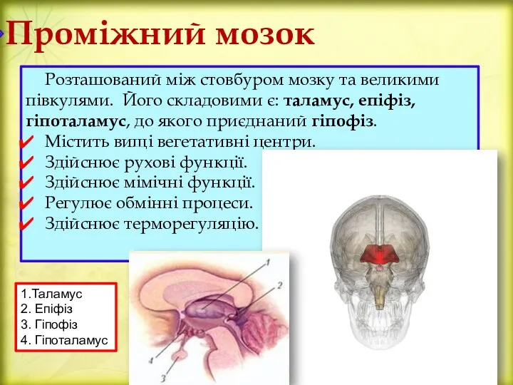 Проміжний мозок Розташований між стовбуром мозку та великими півкулями. Його