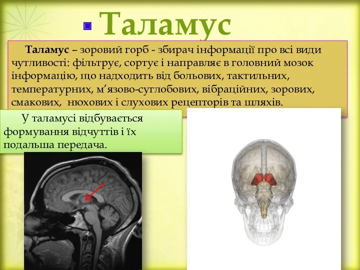 Таламус Таламус – зоровий горб - збирач інформації про всі