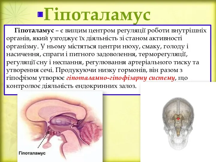 Гіпоталамус Гіпоталамус – є вищим центром регуляції роботи внутрішніх органів,