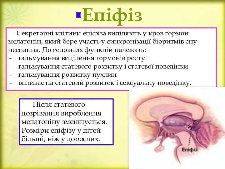 Епіфіз Секреторні клітини епіфіза виділяють у кров гормон мелатонін, який