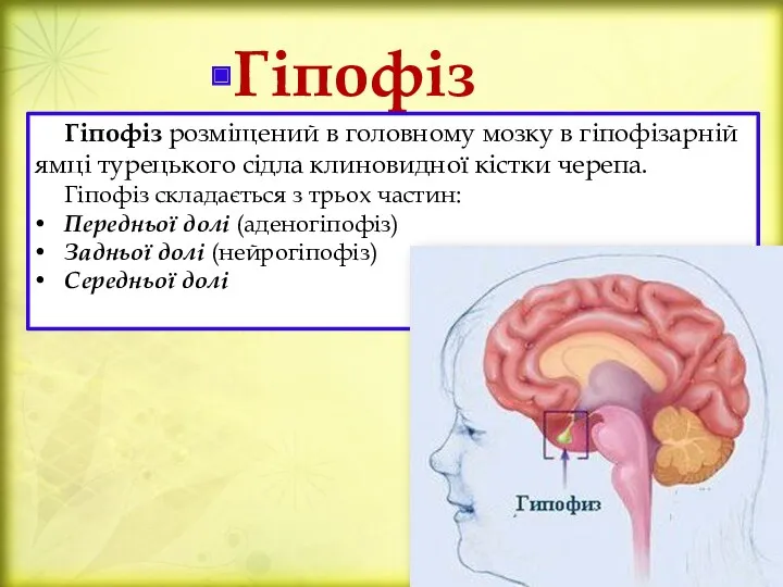 Гіпофіз Гіпофіз розміщений в головному мозку в гіпофізарній ямці турецького