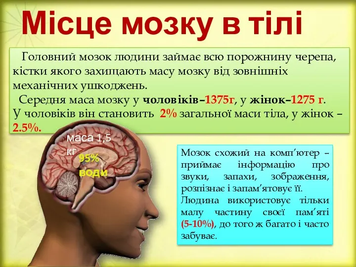 Місце мозку в тілі Головний мозок людини займає всю порожнину