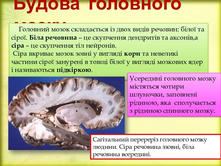 Будова головного мозку Головний мозок складається із двох видів речовин: