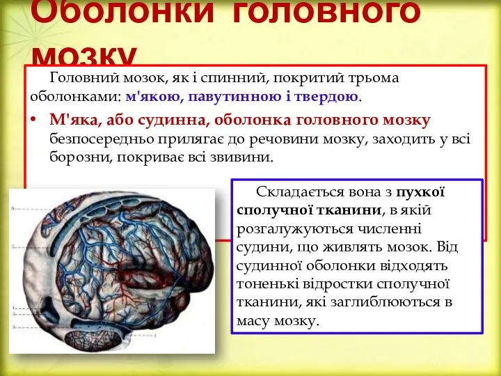 Оболонки головного мозку Головний мозок, як і спинний, покритий трьома