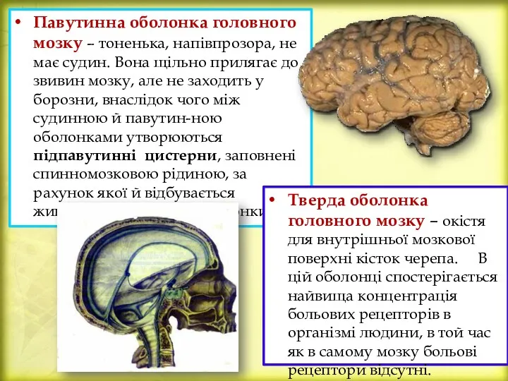 Павутинна оболонка головного мозку – тоненька, напівпрозора, не має судин.