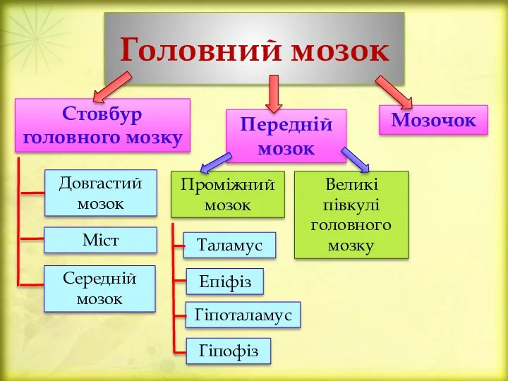 Головний мозок Стовбур головного мозку Довгастий мозок Міст Середній мозок