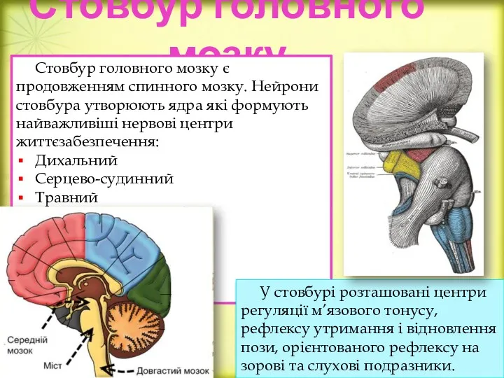 Стовбур головного мозку Стовбур головного мозку є продовженням спинного мозку.