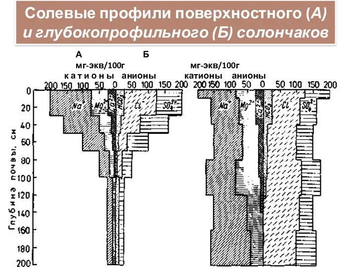 Солевые профили поверхностного (А) и глубокопрофильного (Б) солончаков А Б