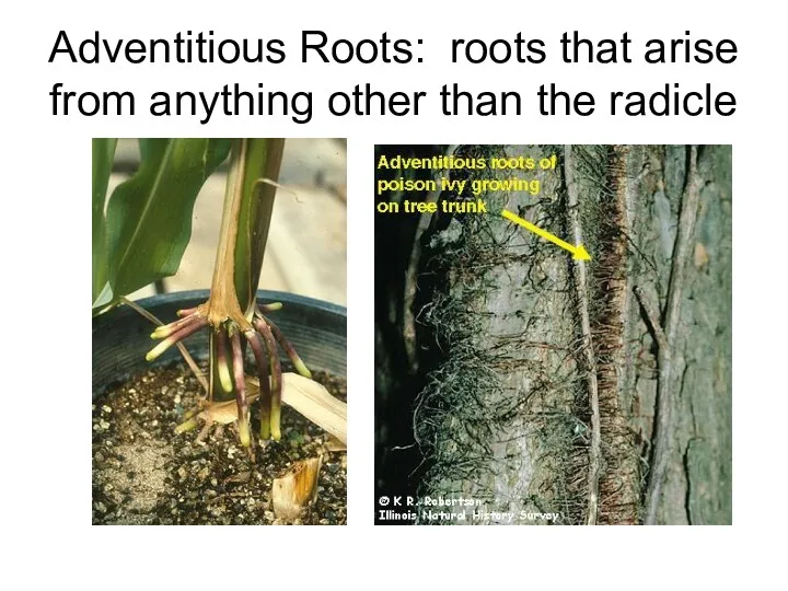 Adventitious Roots: roots that arise from anything other than the radicle