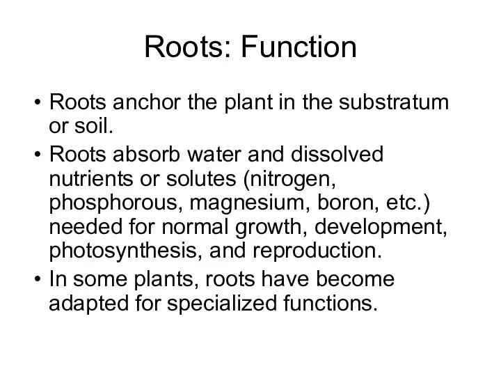 Roots: Function Roots anchor the plant in the substratum or