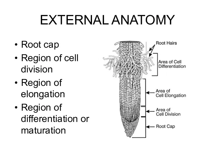 EXTERNAL ANATOMY Root cap Region of cell division Region of elongation Region of differentiation or maturation