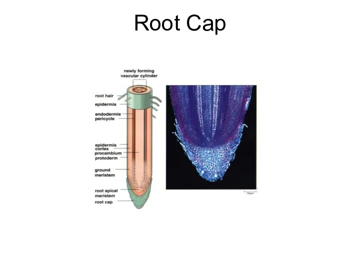 Root Cap