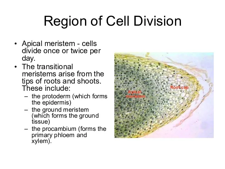 Region of Cell Division Apical meristem - cells divide once