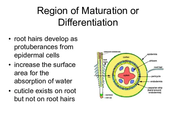 Region of Maturation or Differentiation root hairs develop as protuberances