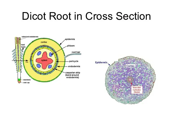 Dicot Root in Cross Section