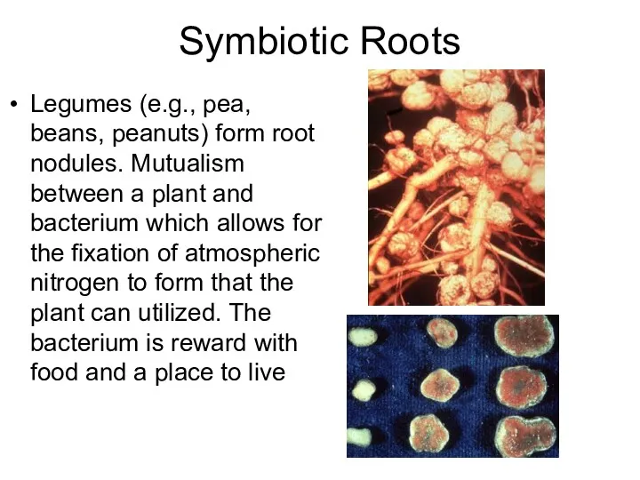 Symbiotic Roots Legumes (e.g., pea, beans, peanuts) form root nodules.